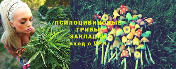 амф Тайга
