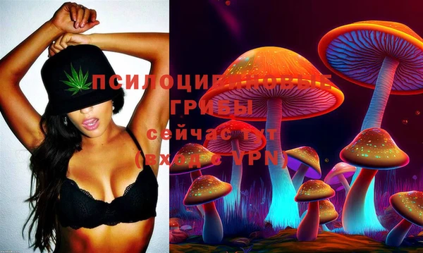 амф Тайга